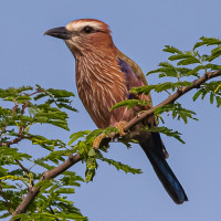 Rufous-crowned Roller